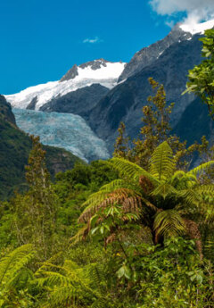 Franz Josef Glacier with greenery