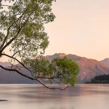 That Wanaka Tree