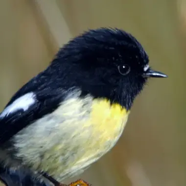 Tomtit Stewart Island