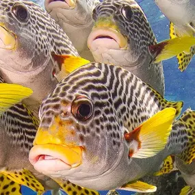 Fish on the Great Barrier Reef