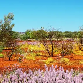 Pink Mulla Mulla Flowers in Queensland