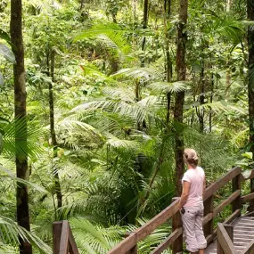 The Daintree Rainforest