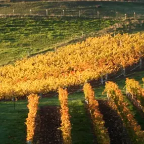 Private Wine Tours in New Zealand