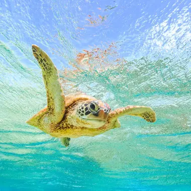 Green Sea Turtle swimming over the Great Barrier Reef