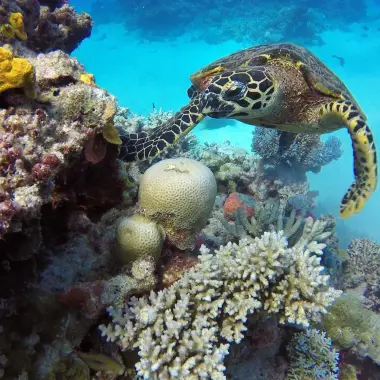 Turtle swimming next to coral on the Great Barrier Reef in Queensland, Australia