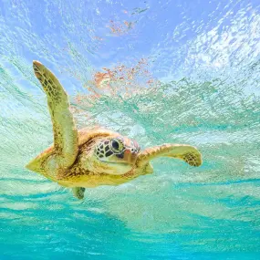 A Green Turtle swims in the warm waters off the barrier reef