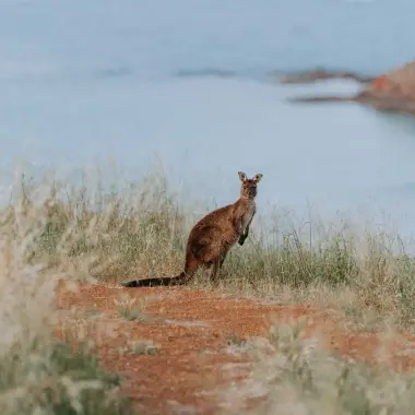 Kangaroo perched by the ocean on Kangaroo Island in South Australia