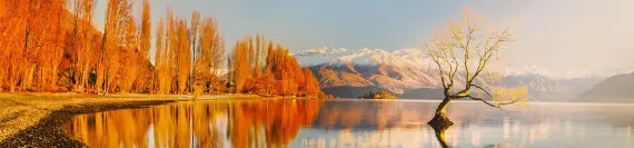 Wanaka Tree, New Zealand