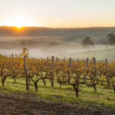 Vineyard on Margaret River, Western Australia