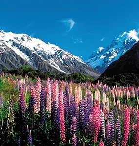 Lupins lying in the shadow or Aoraki, Mt Cook