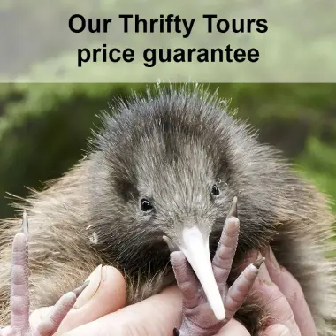 New Zealand Kiwi chick in the hands of a carer