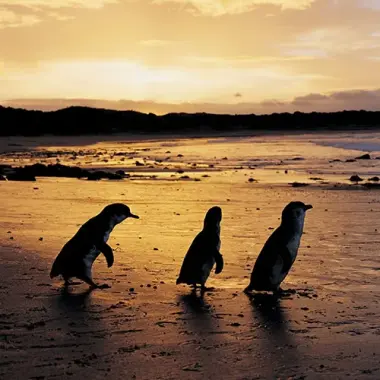 Philip Island Park Penguins walking back to the ocean, search wildlife tours