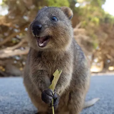 Meet a Quokka on Rottnest Island in Australia