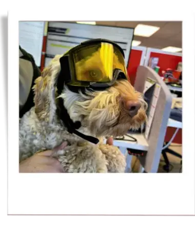 Tony the Spoodle at New Zealand Fine Touring wearing ski goggles