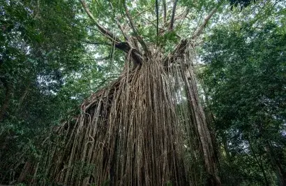 Tropical Reef and Rainforest Tour - Day 8