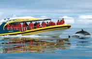 Bruny Island Full Day Tour Departing from Hobart with Pennicott Journeys - Lunch Included