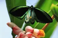 Australian Butterfly Sanctuary Admission