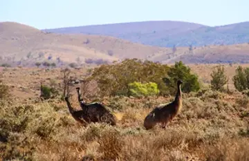 Ultimate Kangaroo Island Roadtrip - Day 8