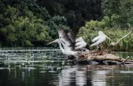 Serenity Everglades Cruise with Habitat Noosa