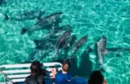 Private Dolphin Swim Cruise with Kangaroo Island Marine Adventures