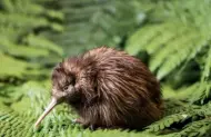 National Kiwi Hatchery Experience