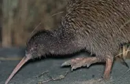 Wild Kiwi Encounter