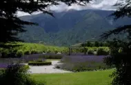 Lavendyl Lavender Farm