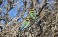 Brunswick River Nature Tour with Go Sea Kayak Byron Bay