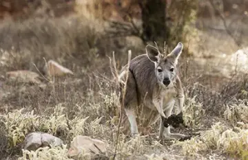 South Australia Outback & Vines Tour - Day 6