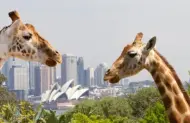 Admission to Taronga Zoo