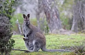 21 Day AUS & NZ Natural Wonders - Day 7