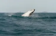 Wilsons Promontory Cruise