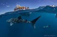 Deluxe Whaleshark Swim with Exmouth Dive and Whalesharks