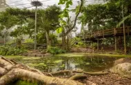 Swim with Salt Water Crocs and Admission to Wildlife Habitat, Port Douglas