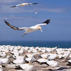 Visit the largest mainland gannet colony