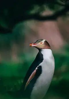 Image of yellow-eyes penguin near Dunedin