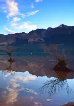 Trees in the water with reflections in Glenorchy