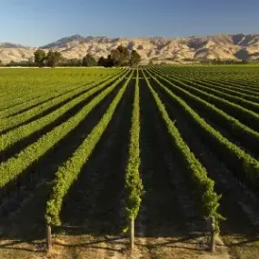 The vineyards of the Marlborough Wine Region