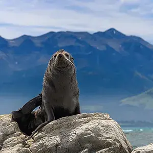 Seal in Milford Sound, New Zealand