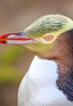 Yellow-eyed penguin, New Zealand