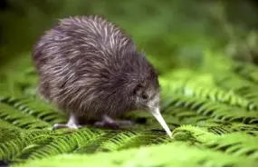 Kiwi Chick on a fern leaf