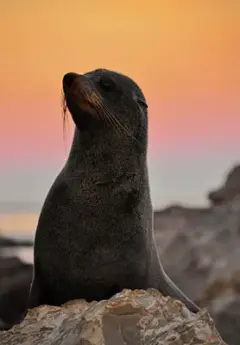 Image of New Zealand fur seal during sunset