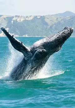 Image of a whale playing in the ocean near Kaikoura