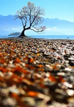 The Wanaka tree and Lake Wanaka on a sunny day