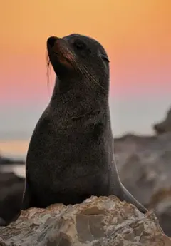 Image of fur seal in Kaikoura during sunset