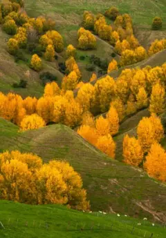 Autumn coloured trees sit in a hilly valley in Hawkes Bay