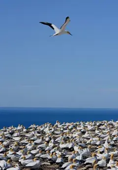 Colony of gannet birds in Napier