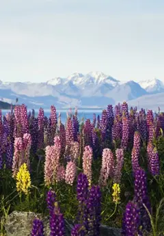 Colorful lupins and view of Mt Cook National Park