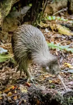 Kiwi bird in nature