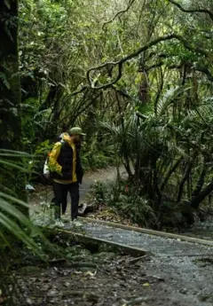 Two people walking through a rainforest, crossing a bridge